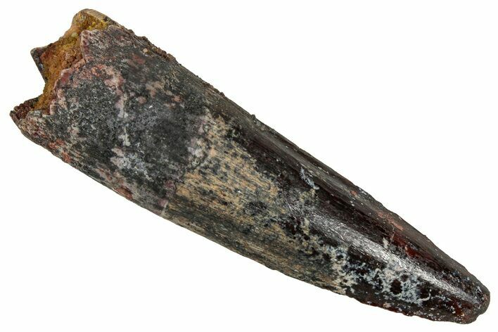 Fossil Spinosaurus Tooth - Real Dinosaur Tooth #356802